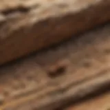 Close-up view of termite damage on wooden structure