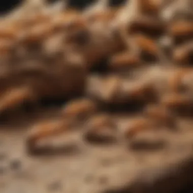Types of Termites Different types of termites displayed on a table