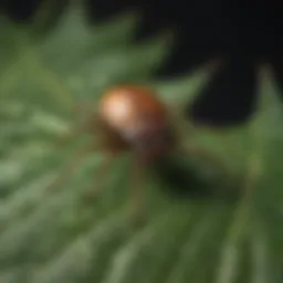 Close-up view of a tick on a leaf, emphasizing the need for pest control.