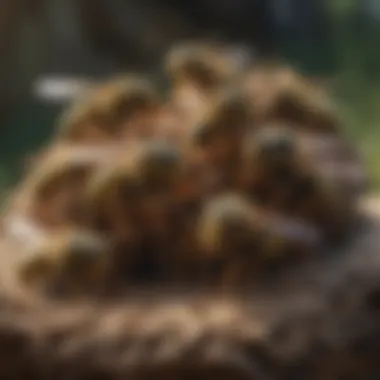 Close-up of wasps on a nest in a natural setting