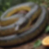 Natural deterrents for garden snakes like citrus peels and garlic