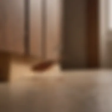 German cockroach hiding in kitchen cabinet