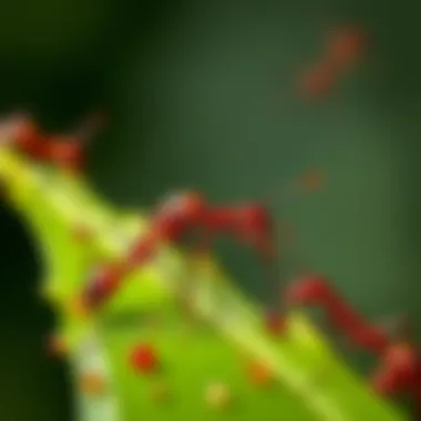 Red Ants in Action A close-up view of red ants on a leaf, showcasing their intricate movements and teamwork.