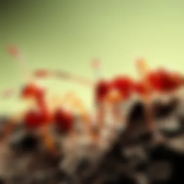 Ecological Impact of Red Ants An educational graphic illustrating the ecological role of red ants within their environment.