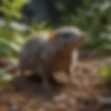 A close-up of a shrew in a garden, showcasing its distinctive features.