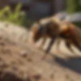 Natural Bee Repellent for Yard
