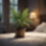 Natural mosquito repellent plant in bedroom