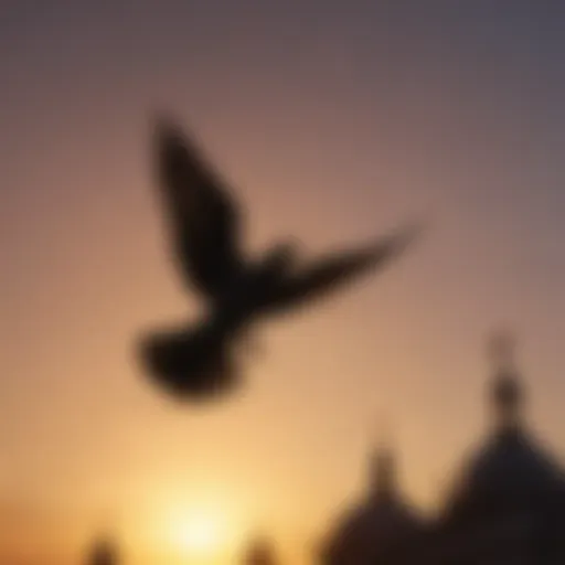 Silhouette of a pigeon flying against the sunset sky