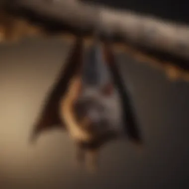 Nocturnal Visitor: Bat Roosting Close-up of a bat hanging upside down
