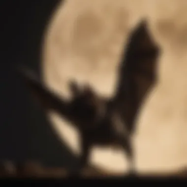 Moonlit Intruder: Bat Silhouette Silhouette of a bat against a full moon