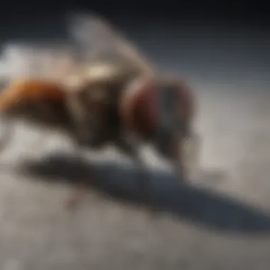 Essential Sanitation Practices Against Flies Sanitation practices to prevent house fly infestations