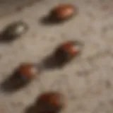 Close-up of varied carpet beetles on fabric