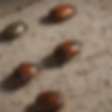 Close-up of varied carpet beetles on fabric