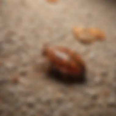 Infestation evidence on a carpet