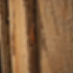 Close-up view of termite damage on wood