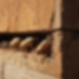 Close-up of termite damage in wooden structure