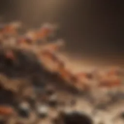 Close-up of fire ants on a surface