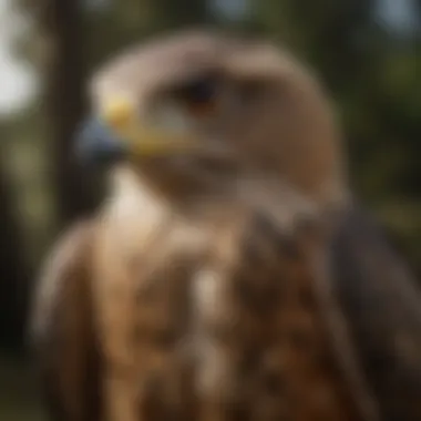 Naturalistic Birds of Prey Decoy for Bird Control Birds of Prey Decoy