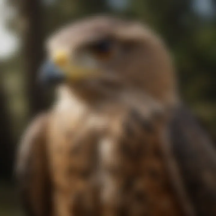 Naturalistic Birds of Prey Decoy for Bird Control Birds of Prey Decoy