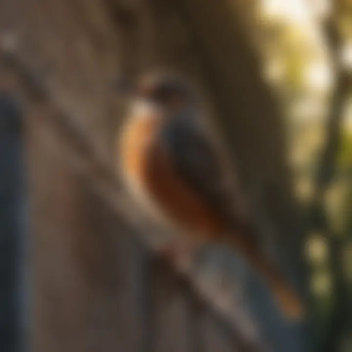 Innovative Spiked Bird Deterrent Strips Solution Spiked Bird Deterrent Strips