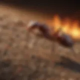 Natural Fire Ant Repellent