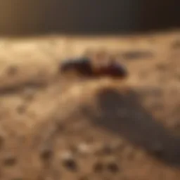 Natural Termite Repellent