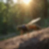 Natural Wasp Repellent Natural Wasp Repellent