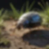 Natural Repellents for Sow Bugs