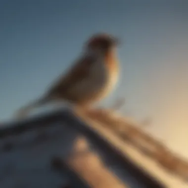 Sparrow deterrent spikes on roof Sparrow deterrent spikes on roof