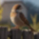 Sparrow perched on a fence Sparrow perched on a fence