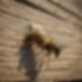 Natural wasp repellent for siding
