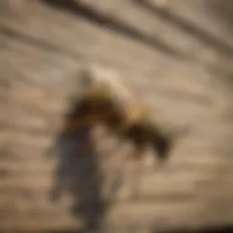 Natural wasp repellent for siding