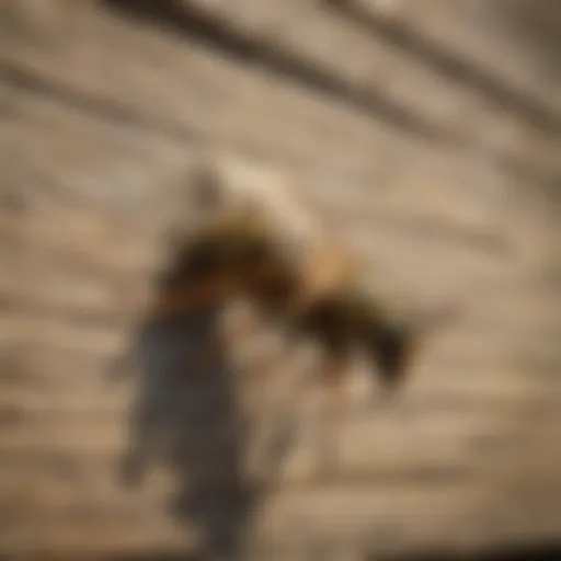 Natural wasp repellent for siding