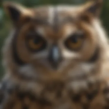 Natural Predator Decoy Natural predator decoy like a plastic owl scaring raccoons