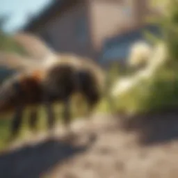 Natural Bee Repellent
