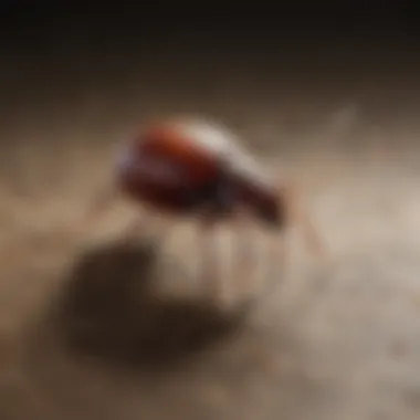 Advanced Tick Inspection Techniques for Spotting Hidden Pests Tick Inspection Techniques