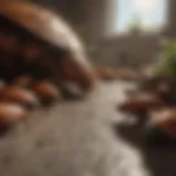 Close-up of German roach infestation