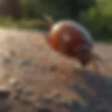 Natural Tick Repellent