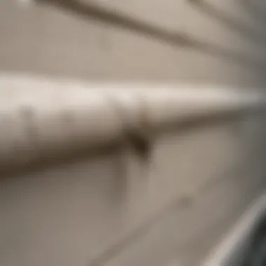Spider-proofing home with caulk