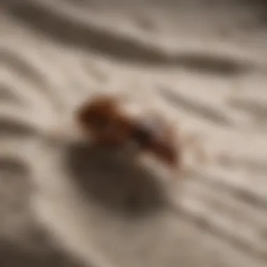 Analyzing the Impact of Bed Bug Bombs on Infestations Effectiveness Assessment of Bed Bug Bombs