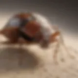 Illustration of bed bug bomb releasing targeted vapor