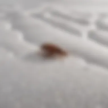 Chemical barrier on mattress protector against bed bugs