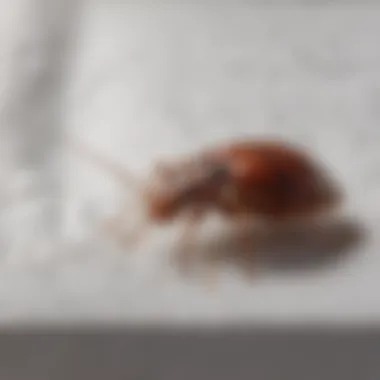 Illustration showing bed bug repelled by mattress protector