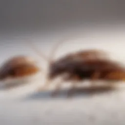 Bed bug life stages chart