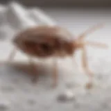 Bed bug crawling on white powder