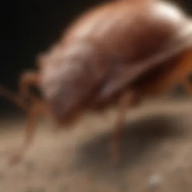 Organic Solutions for Bed Bug Removal Natural Bed Bug Repellents