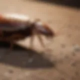 Organic Cockroach Repellent Natural cockroach repellent