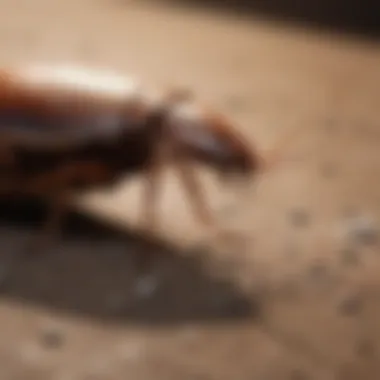 Organic Cockroach Repellent Natural cockroach repellent