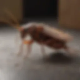 Elegant Roach Repellent Solution