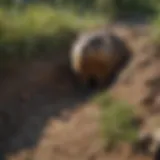 Groundhog burrow entrance covered with poison